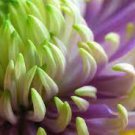 50 PCS Seeds Green Blue Purple Chrysanthemum Perennial Flower 50 PCS Seeds Green Blue Purple Chrysanthemum Perennial Flower