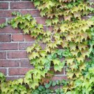 50 PCS Seeds Green Boston Ivy Seeds Evergreen Climbing Plants 50 PCS Seeds Green Boston Ivy Seeds Evergreen Climbing Plants