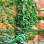 50 PCS Seeds Green Boston Ivy Seeds Evergreen Climbing Plants