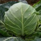 55 PCS Seeds Green Cabbage 55 PCS Seeds Green Cabbage