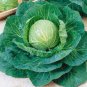 55 PCS Seeds Green Cabbage