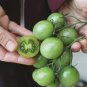 200 PCS Seeds Green Cherry Tomato