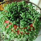 100 PCS Seeds Green Chlorophytum Pearls Bonsai Hanging Potted