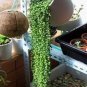 100 PCS Seeds Green Chlorophytum Pearls Bonsai Hanging Potted