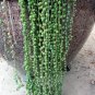 100 PCS Seeds Green Chlorophytum Pearls Bonsai Hanging Potted