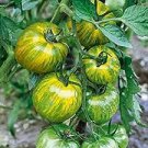 300 PCS Seeds Green Colorful Indeterminate Tomato Organic 300 PCS Seeds Green Colorful Indeterminate Tomato Organic