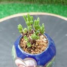 30 PCS Seeds Green Dicrocaulon Ramulosum Green Succulent Plant 30 PCS Seeds Green Dicrocaulon Ramulosum Green Succulent Plant