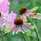 100 PCS Seeds Green Envy Echinacea Coneflower Perennial Flowers 100 PCS Seeds Green Envy Echinacea Coneflower Perennial Flowers