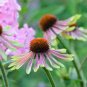 100 PCS Seeds Green Envy Echinacea Coneflower Perennial Flowers