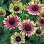 100 PCS Seeds Green Envy Echinacea Coneflower Perennial Flowers