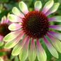 100 PCS Seeds Green Envy Echinacea Coneflower Perennial Flowers