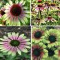100 PCS Seeds Green Envy Echinacea Coneflower Perennial Flowers