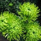 100 PCS Seeds Green 'Spider' Chrysanthemum Flower 100 PCS Seeds Green 'Spider' Chrysanthemum Flower