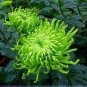 100 PCS Seeds Green 'Spider' Chrysanthemum Flower