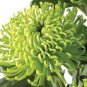 100 PCS Seeds Green 'Spider' Chrysanthemum Flower