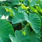 20 PCS Seeds Green Giant Taro Indoor 20 PCS Seeds Green Giant Taro Indoor