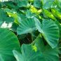 20 PCS Seeds Green Giant Taro Indoor