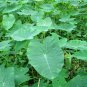 20 PCS Seeds Green Giant Taro Indoor