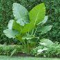 20 PCS Seeds Green Giant Taro Indoor
