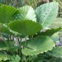 20 PCS Seeds Green Giant Taro Indoor