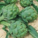 4 PCS Seeds Green Globe Italian Artichoke 4 PCS Seeds Green Globe Italian Artichoke