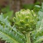 4 PCS Seeds Green Globe Italian Artichoke
