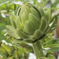 4 PCS Seeds Green Globe Italian Artichoke