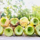 10 PCS Seeds Green Greenovia Aurea