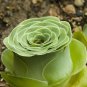 10 PCS Seeds Green Greenovia Aurea