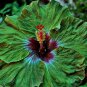 100 PCS Seeds Green Hibiscus Flower