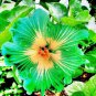 100 PCS Seeds Green Hibiscus Flower