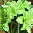 100 PCS Seeds Green Hippeastrum Rutilum Flower 100 PCS Seeds Green Hippeastrum Rutilum Flower