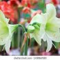 100 PCS Seeds Green Hippeastrum Rutilum Flower