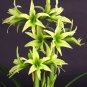 100 PCS Seeds Green Hippeastrum Rutilum Flower