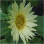 15 PCS Seeds Green Jade Ornamental Sunflower Hybrid