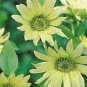 15 PCS Seeds Green Jade Ornamental Sunflower Hybrid