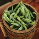 25 PCS Seeds Green Kidney Bean Organic Vegetable 25 PCS Seeds Green Kidney Bean Organic Vegetable