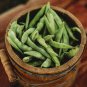 25 PCS Seeds Green Kidney Bean Organic Vegetable