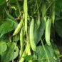 25 PCS Seeds Green Kidney Bean Organic Vegetable