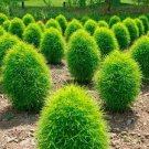 120 PCS Seeds Green Kochia Scoparia Molly Scoparia Grass Gorgeous Plants 120 PCS Seeds Green Kochia Scoparia Molly Scoparia Grass Gorgeous Plants