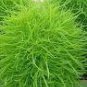 120 PCS Seeds Green Kochia Scoparia Molly Scoparia Grass Gorgeous Plants