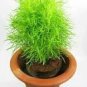 120 PCS Seeds Green Kochia Scoparia Molly Scoparia Grass Gorgeous Plants