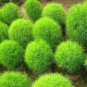 120 PCS Seeds Green Kochia Scoparia Molly Scoparia Grass Gorgeous Plants