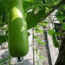 10 PCS Seeds Green Long Bottle Gourd 10 PCS Seeds Green Long Bottle Gourd