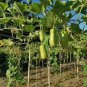 10 PCS Seeds Green Long Bottle Gourd