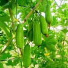 10 PCS Seeds Green Long Club Bottle Gourd Fruit