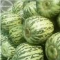 20 PCS Seeds Green Muskmelon Sweet Melon