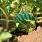 20 PCS Seeds Green Muskmelon Sweet Melon