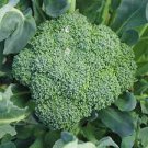 60 PCS Seeds Green Organic Broccoli Heirloom Vegetables