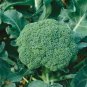 60 PCS Seeds Green Organic Broccoli Heirloom Vegetables